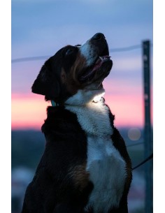 Max & Molly Ultra Matrix Led Tasma Işığı - Pembe